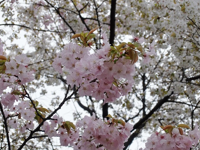 桜_f0113535_16203516.jpg