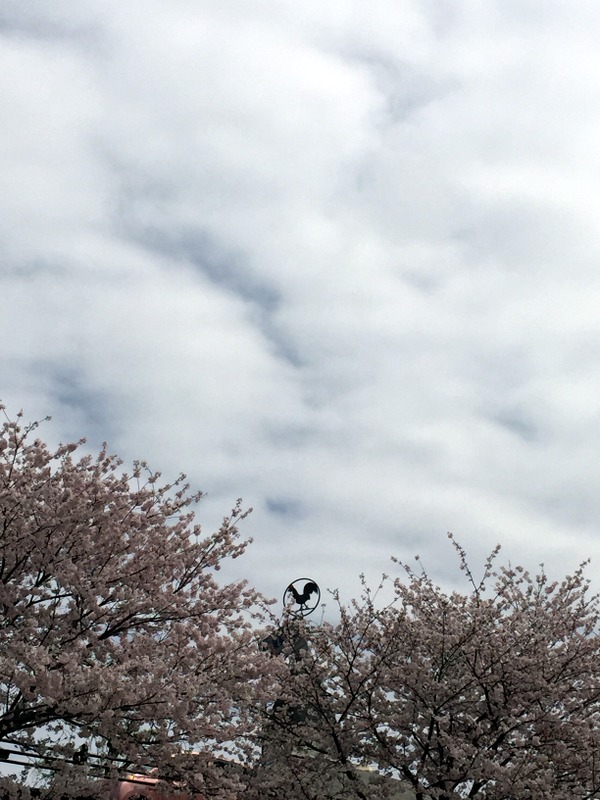 いつもながらの桜ＲＵＮ_b0057140_1638276.jpg