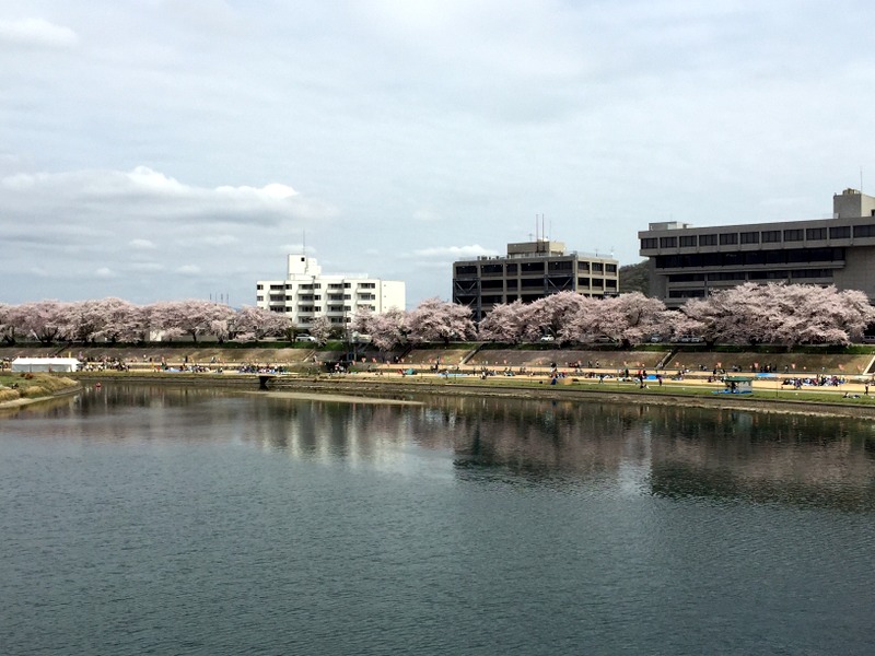 いつもながらの桜ＲＵＮ_b0057140_16554542.jpg