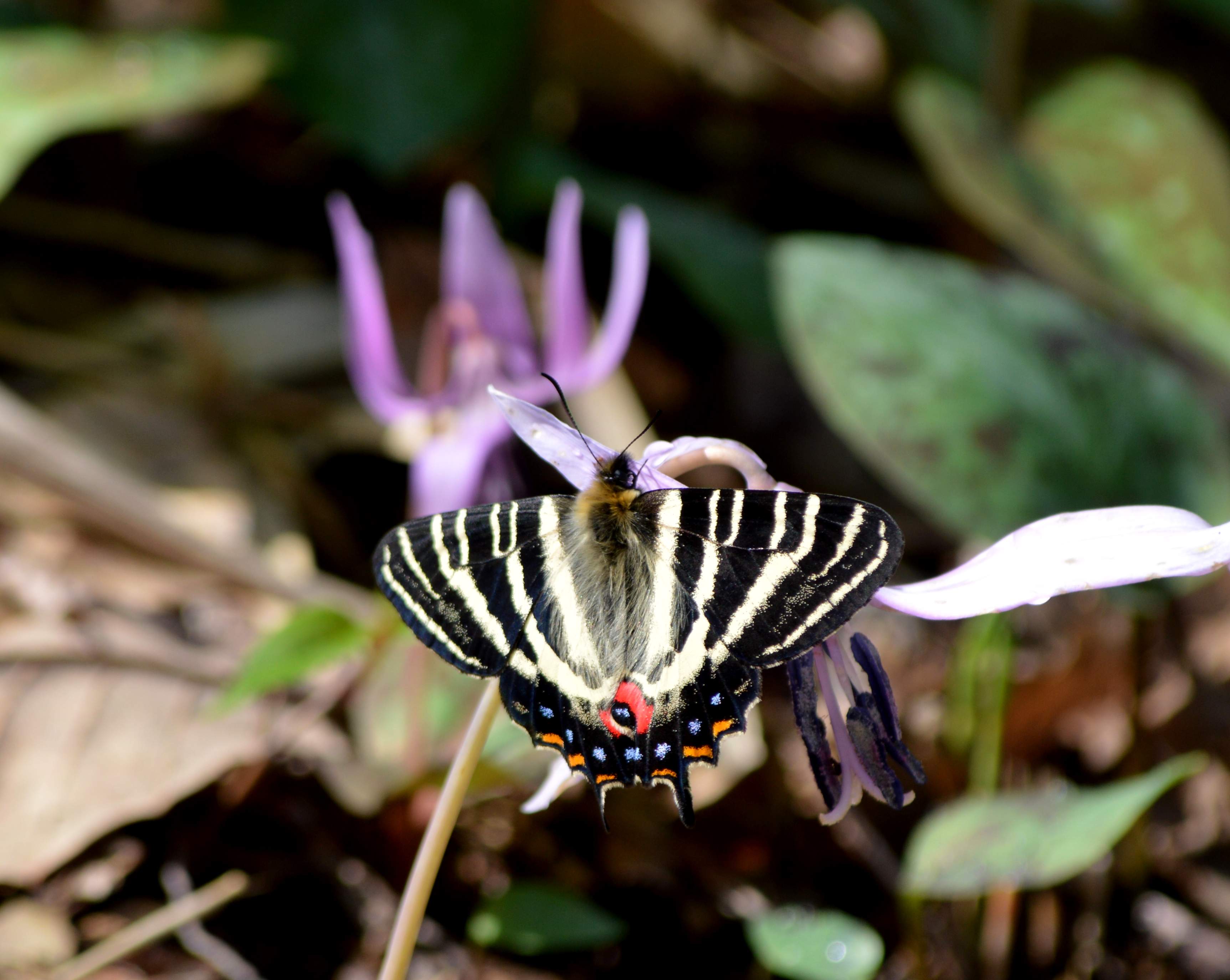 ギフチョウ 4月4日岐阜のカタクリ山にて_d0254540_16313041.jpg