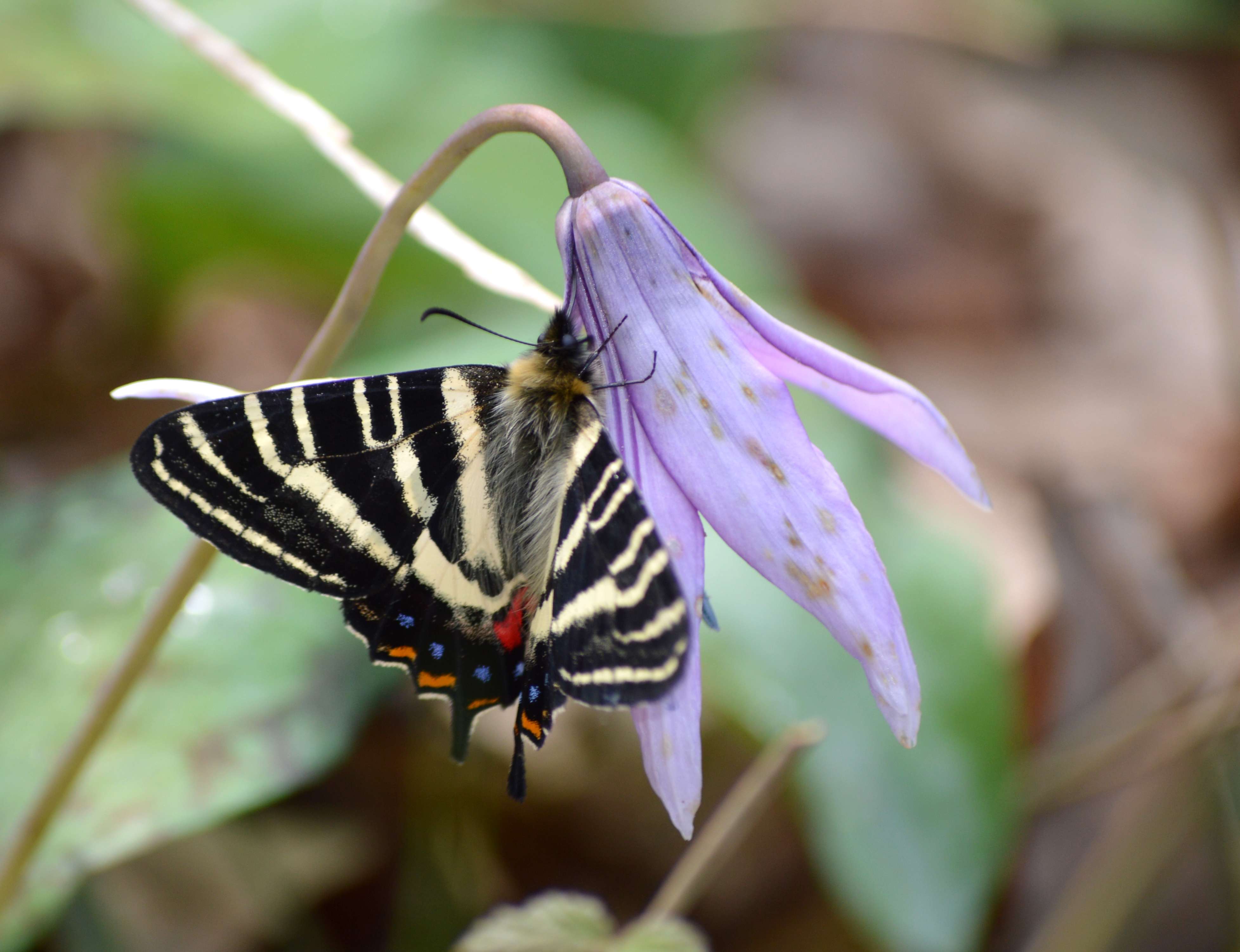 ギフチョウ 4月4日岐阜のカタクリ山にて_d0254540_16332790.jpg