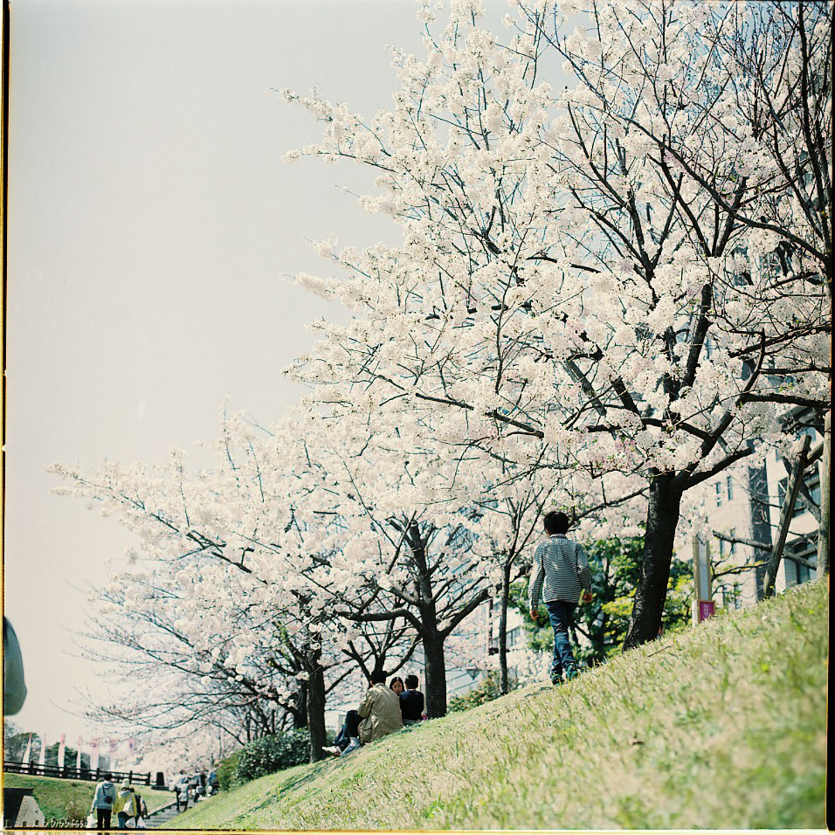 舞鶴公園の桜（2015.03.29）　*1_e0262941_224879.jpg