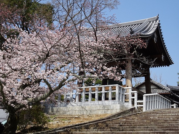 金戒光明寺の桜_b0299042_20102081.jpg