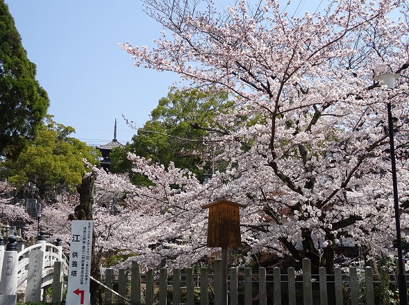 金戒光明寺の桜_b0299042_20103846.jpg