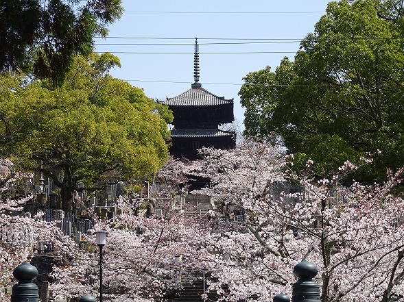 金戒光明寺の桜_b0299042_2014453.jpg