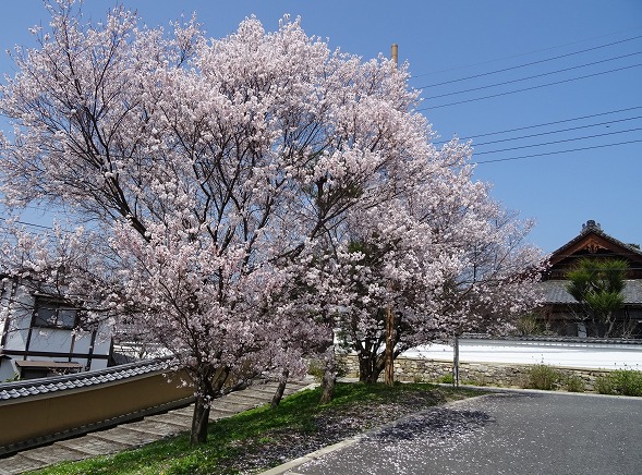 金戒光明寺の桜_b0299042_2095753.jpg