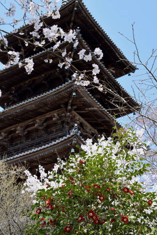 桜めぐりツーリング♪　備中国分寺_c0339546_2017128.jpg