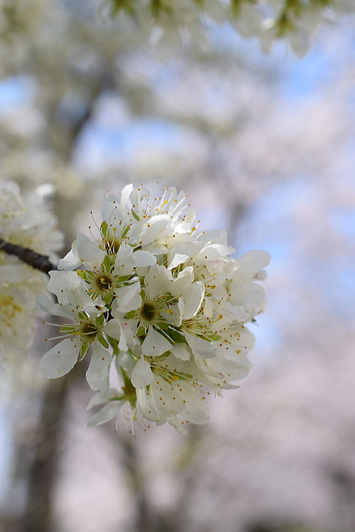 桜めぐりツーリング♪　備中国分寺_c0339546_2017297.jpg