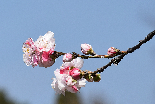 桜めぐりツーリング♪　備中国分寺_c0339546_20425398.jpg