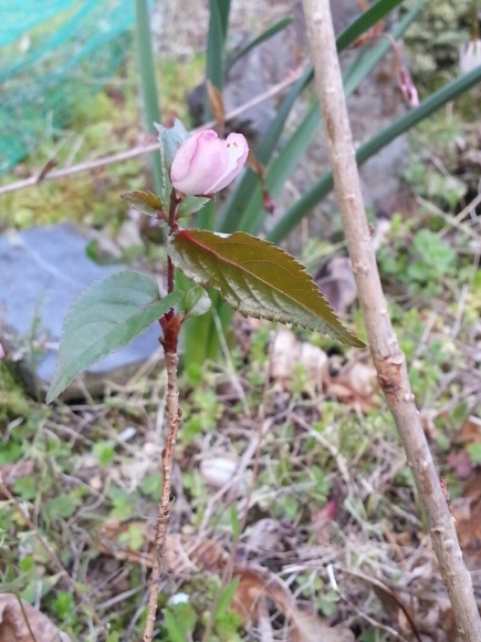 稚木の桜も満開･除草剤の季節_c0330749_06150301.jpg