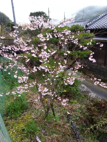 稚木の桜も満開･除草剤の季節_c0330749_06415938.jpg