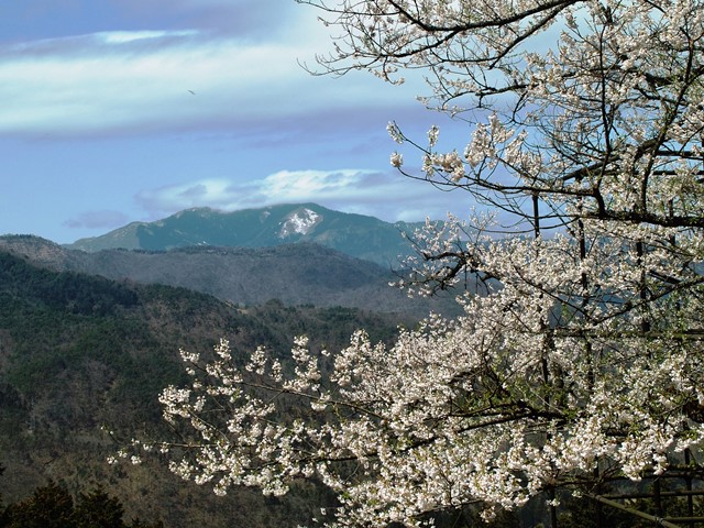 エドヒガンザクラ・・・・養父市大屋町・樽見の大桜_d0005250_1814541.jpg