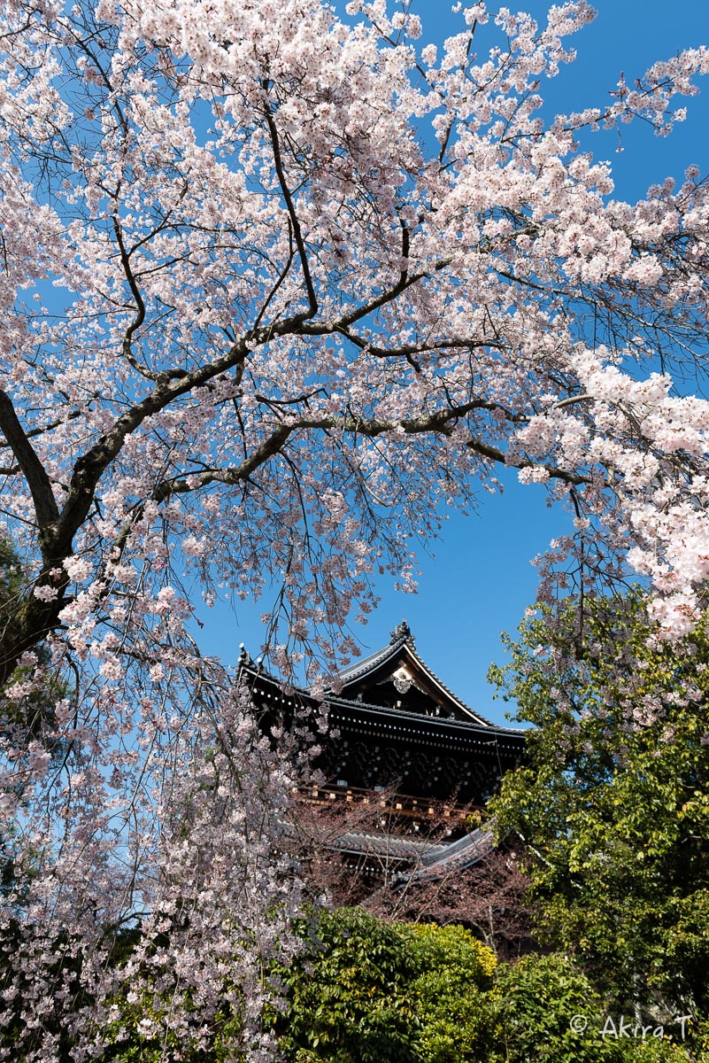 京都の桜 2015　〜知恩院・友禅苑〜_f0152550_1843773.jpg