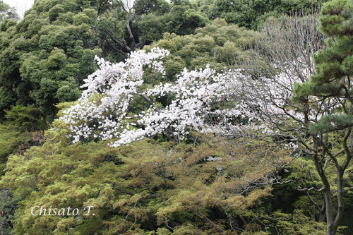 小石川後楽園の桜・・・♪_c0163751_17223660.jpg