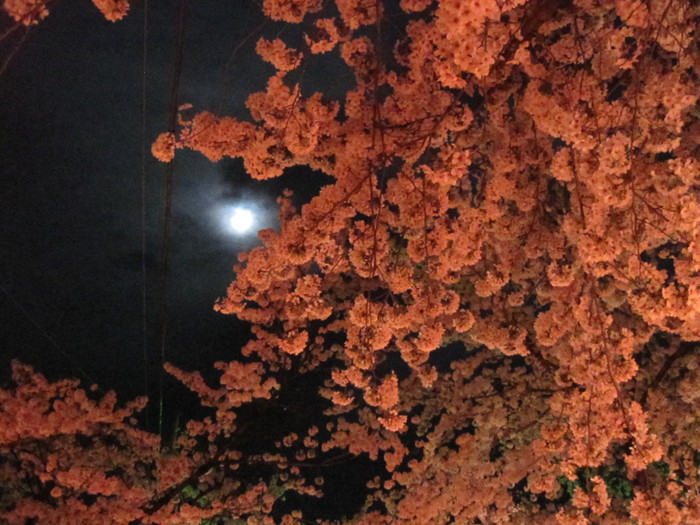 貫前神社で夜桜見物_d0199351_21185526.jpg