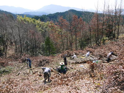 原木しいたけ コマ打ち作業2015 その1_a0254656_17284125.jpg