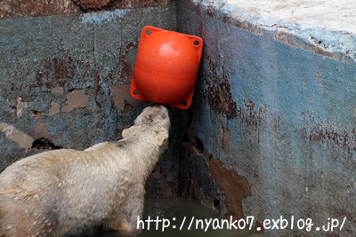 天王寺：シロクマ母さん_e0068257_17401319.jpg