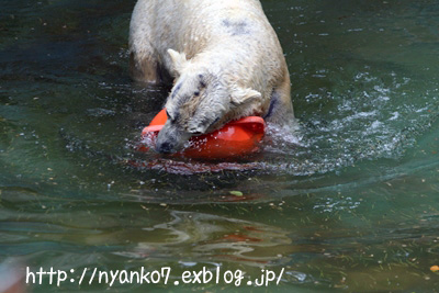 天王寺：シロクマ母さん_e0068257_17421100.jpg