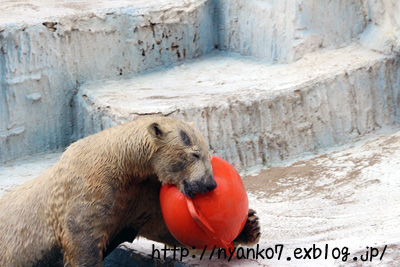 天王寺：シロクマ母さん_e0068257_17434271.jpg