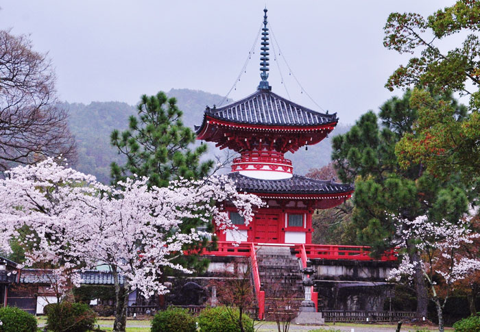 京都・大覚寺_a0284558_17193097.jpg