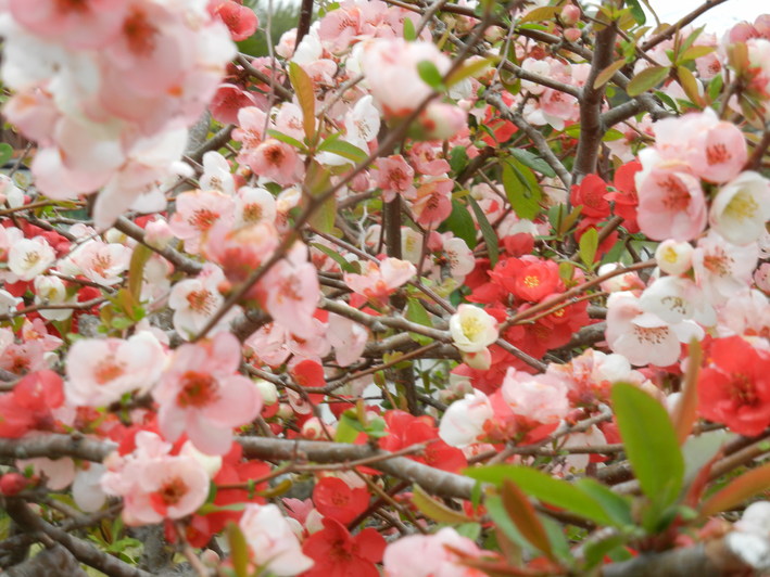 ’15,4,4(土)花散らしの雨!_f0060461_1256737.jpg