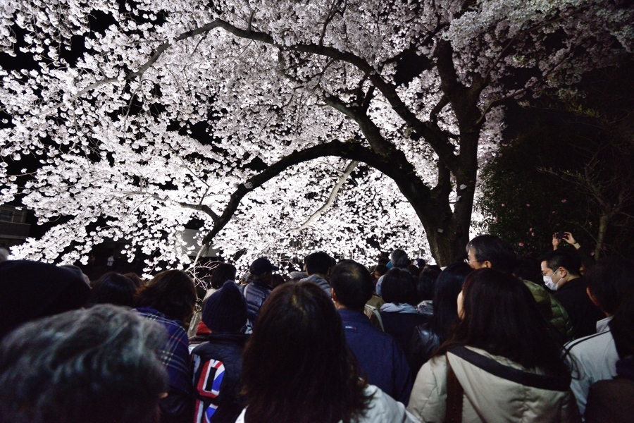 野川の桜、ライトアップの夜、、、。_f0136162_12410233.jpg