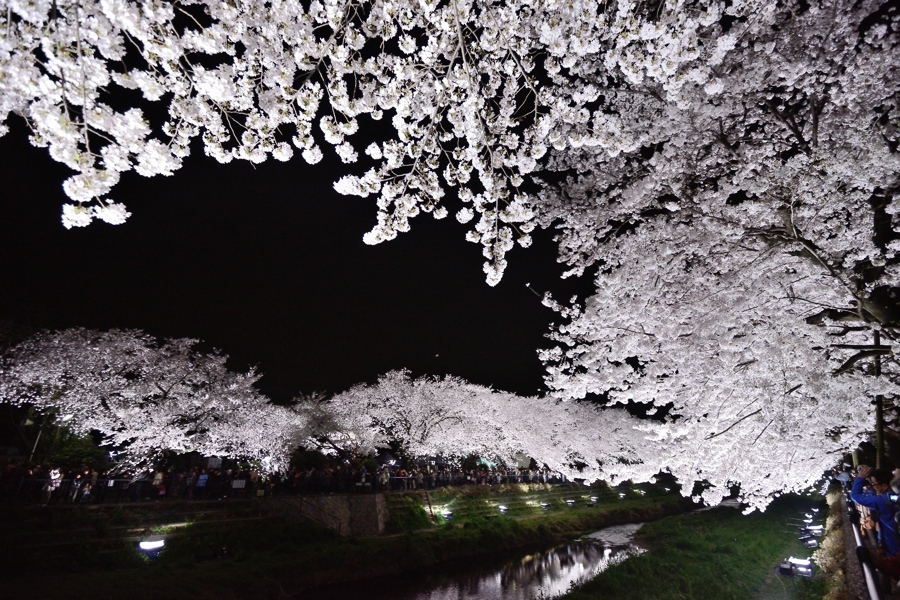 野川の桜、ライトアップの夜、、、。_f0136162_12411214.jpg