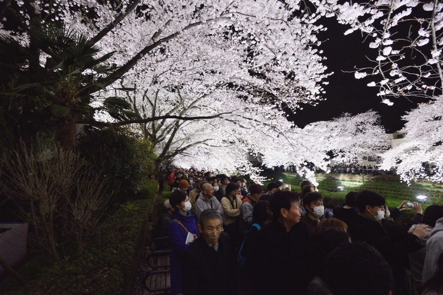 野川の桜、ライトアップの夜、、、。_f0136162_12413410.jpg