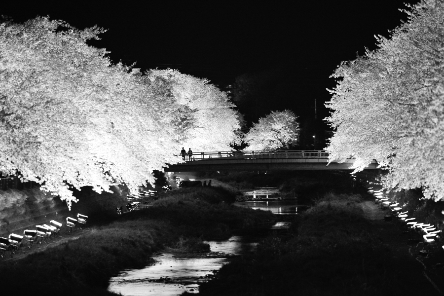 野川の桜、ライトアップの夜、、、。_f0136162_12413710.jpg