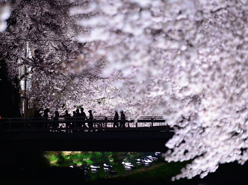 野川の桜、ライトアップの夜、、、。_f0136162_12420871.jpg