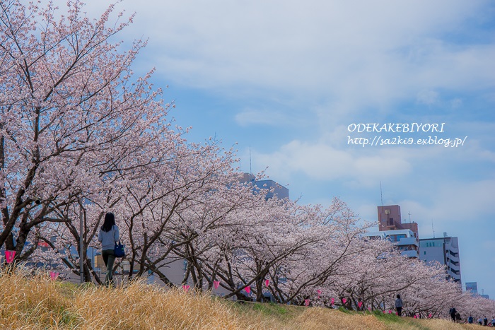 SAKURA_d0162864_528010.jpg