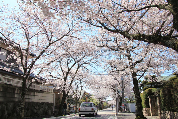 2015年　箕面　桜_d0202264_12273486.jpg