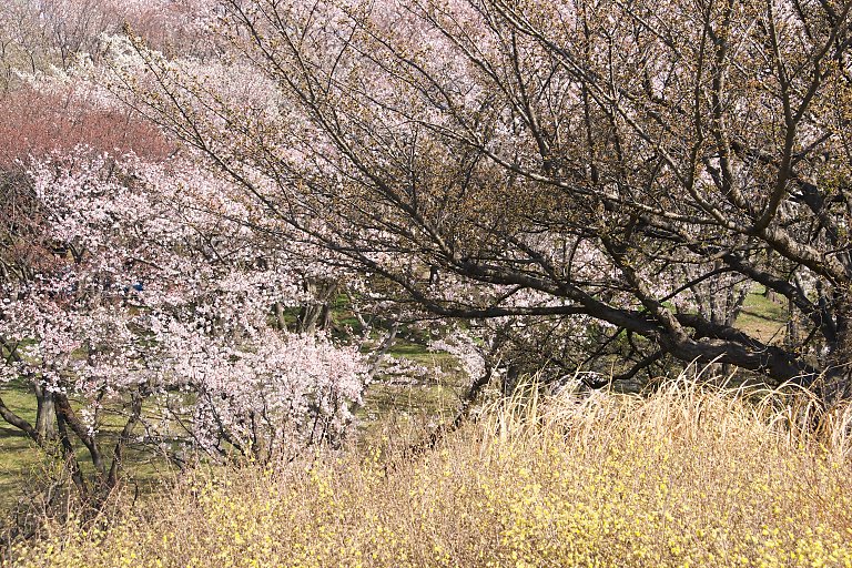 横浜　根岸森林公園（3月31日）_c0057265_236755.jpg