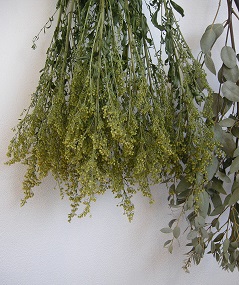 :: 植物 ::_e0204865_16253350.jpg
