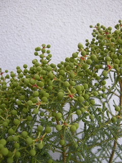 :: 植物 ::_e0204865_16302215.jpg