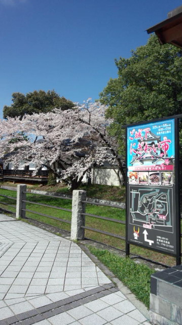 彦根城の桜_b0018469_1047373.jpg