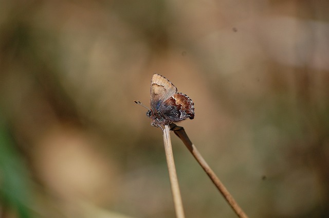 d0019074_91367.jpg