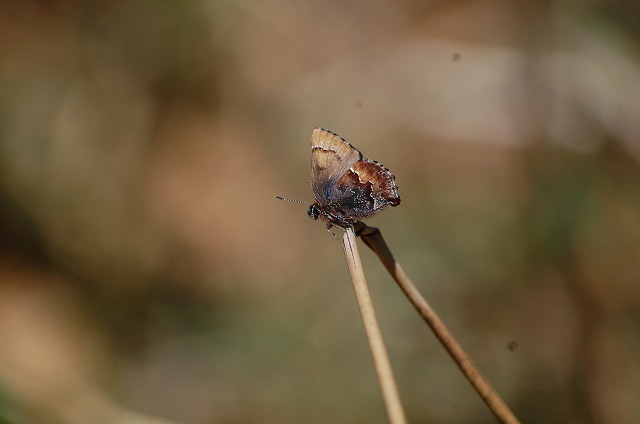 d0019074_92573.jpg