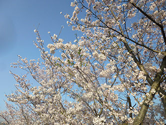 b0057675_97409.jpg