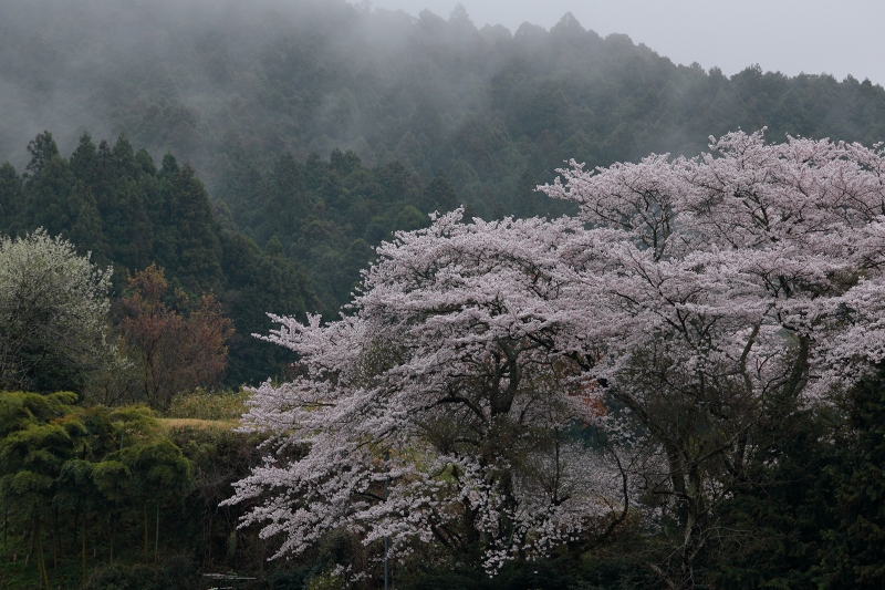 明日香の桜2015　－南淵請安の墓－_a0278377_1143888.jpg