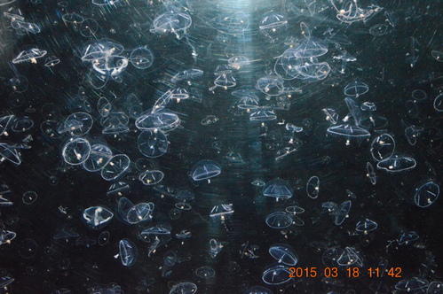 c0223879_87781.jpg