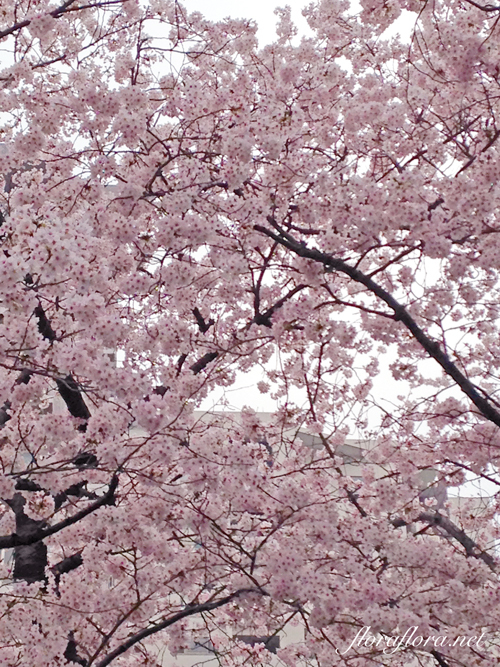 桜恋しいや　４月最初の月曜日_a0115684_20485393.jpg