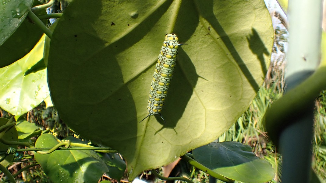 またまた　アサギマダラの幼虫_f0346184_1821872.jpg