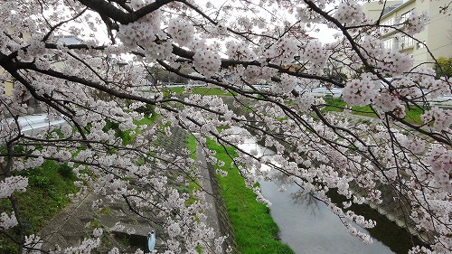 満開の桜が、あっという間に散りそうですねぇ。。_b0097689_2421316.jpg