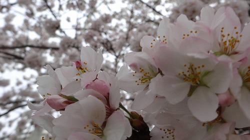 満開の桜が、あっという間に散りそうですねぇ。。_b0097689_2422451.jpg