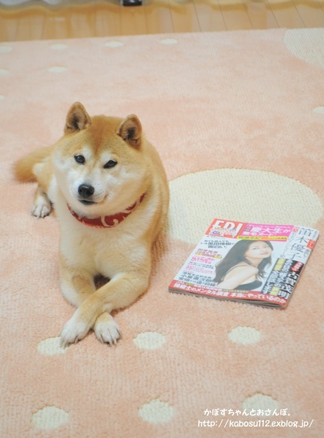 わんにゃんパラダイス_a0126590_07242097.jpg