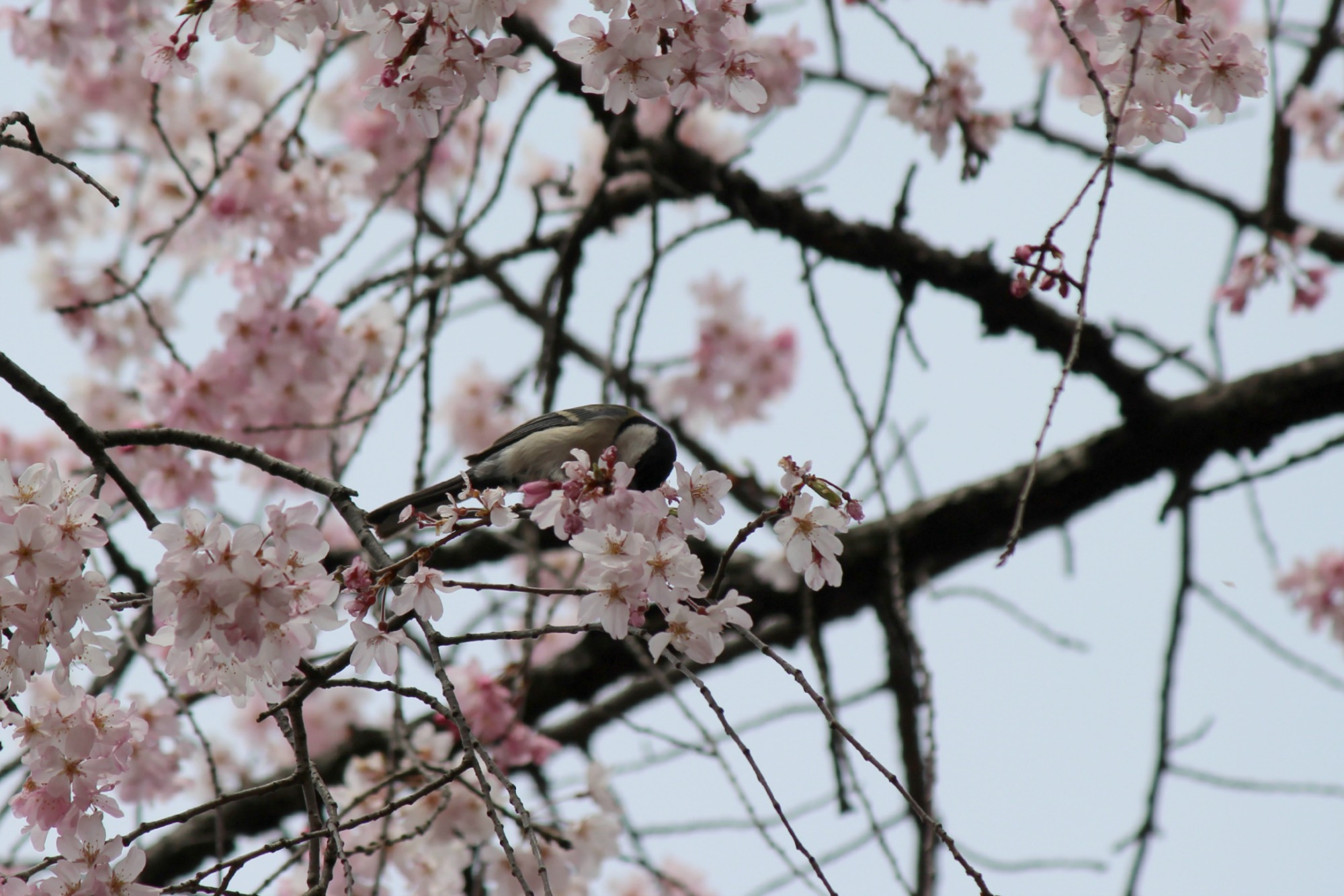 小石川後楽園の桜 2015_a0127090_2131755.jpg