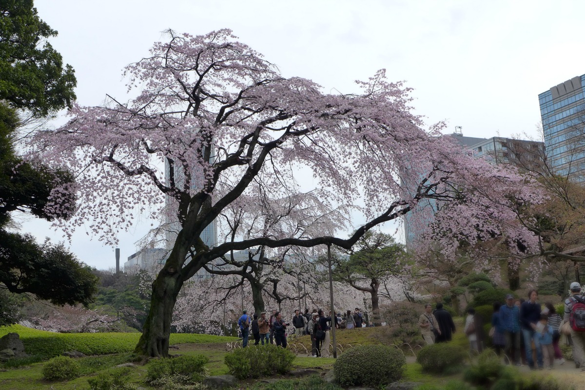 小石川後楽園の桜 2015_a0127090_214167.jpg