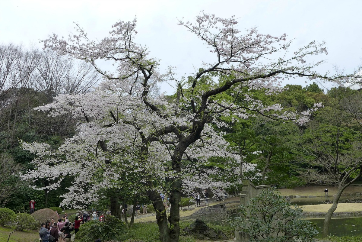 小石川後楽園の桜 2015_a0127090_219401.jpg