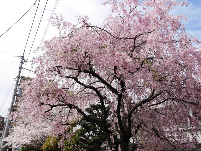 桜_e0108791_17484861.jpg